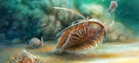 Morocco discovers pristine 515-million-year-old fossils