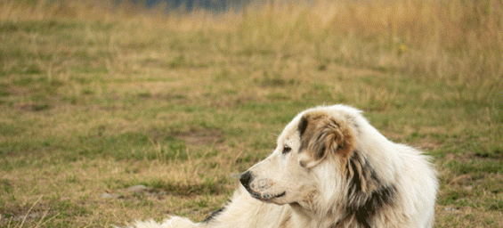 The Aidi, Morocco's national dog breed. / Ph. ZooRoyal