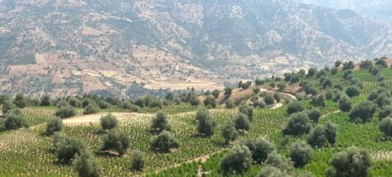 Honoring 12,000 young Moroccans : Builders of the 1957 the Al Wahda Road