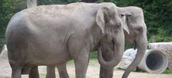 Rescued elephants Jana and Praya find forever home in Morocco