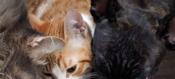 Morocco opens door for importing pet food animal meal