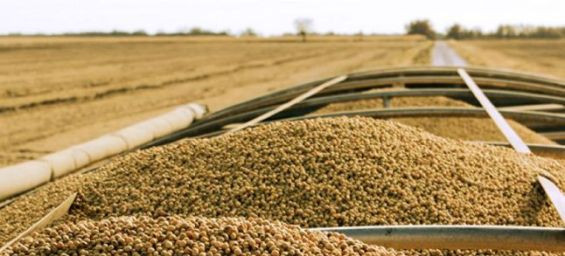 Soybean meal, top exported US product to Morocco in 2023. / Ph. DR