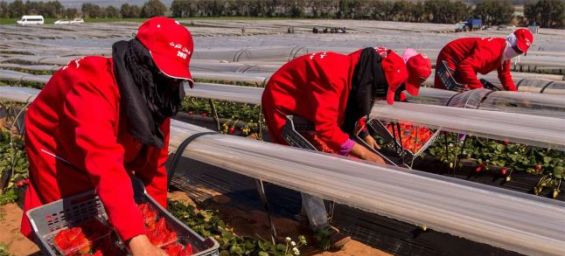 Morocco ranks 4th globally in agricultural export growth