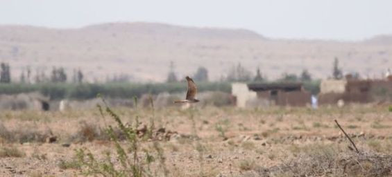 Hen Harrier male hunting on a plantation under construction (Source: Freek Verdonckt)