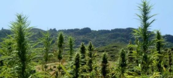 Morocco's first legal cannabis processing plant inaugurated in Taounate