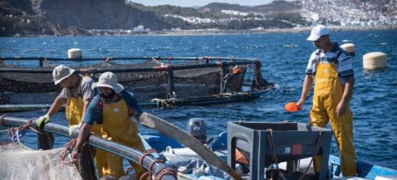 Morocco's Mediterranean fishing landings see 13% drop, but value hits 513 million dirhams