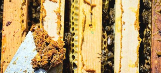 Moroccan propolis shown to improve memory and protect brain function under chronic stress