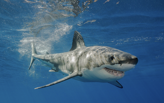 German tourist dies after shark attack off the coast of Dakhla