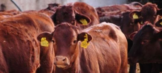 Morocco opens doors to wider range of red meat imports