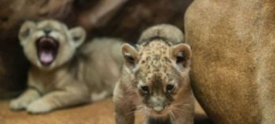 Atlas Lion cub born at Rabat Zoo