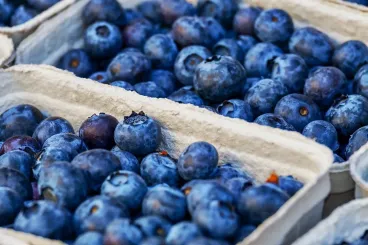 Morocco’s blueberry exports to Canada skyrocket in three seasons