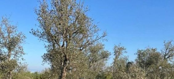 Two killed in light aircraft crash at Benslimane Airport