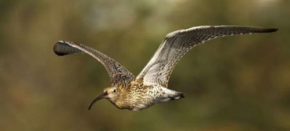 Scientists announce the extinction of a bird last seen in Morocco in 1995