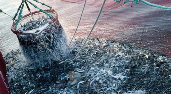 Russia outpaces EU in Sahara fishing waters