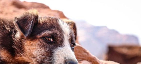 Scottish mother returns to Edinburgh after daughter’s dog captured, killed in Morocco