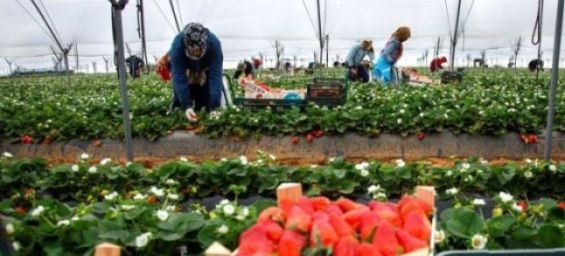 Huelva to recruit 4,000 Moroccan workers for strawberry harvest