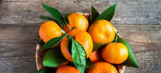 Rising significance of Moroccan clementines in the German market