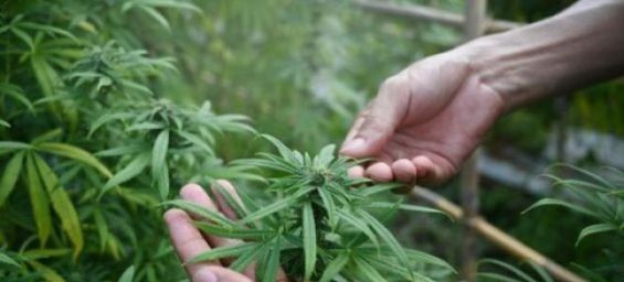 Morocco produces 4,000 tons of cannabis in 2024 with zero regulatory violations
