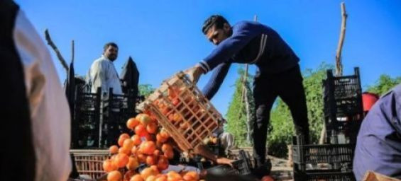 Morocco tops Spain's fresh fruit and vegetable imports from outside the EU in 2024