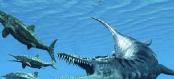 Moroccan Mosasaur discovery : New study questions fossil authenticity