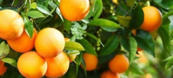 Morocco sets record with orange exports to the US in 2024
