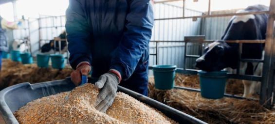 Morocco suspends imports of feed grains from Germany over foot-and-mouth disease outbreak