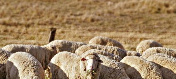 Morocco eyes Australian sheep imports to replenish livestock amid drought