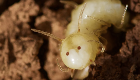The fly larva uses its fake termite face to infiltrate termite mounds. / Ph. Roger Vila