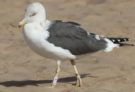 Seagull rescued from a bin in Scotland spotted on Moroccan beach