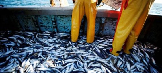 5-dirham sardines, Moroccan wholesalers and professionals question feasibility 
