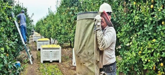 Moroccan man arrested for gangmastering and labor exploitation in Italy