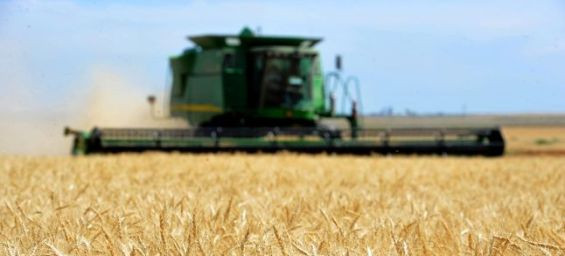 Morocco’s 2025 wheat crop below 10-year average despite heavy March rains