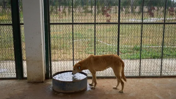 A dog drinking water at a center for neutering and vaccinating strays dogs on the outskirts of Rabat, Morocco, Thursday, May 15, 2025. / Ph. Mosa'ab Elshamy
