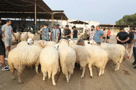 السلطات تغلق أسواق بيع الأضاحي قبل أيام من عيد الأضحى