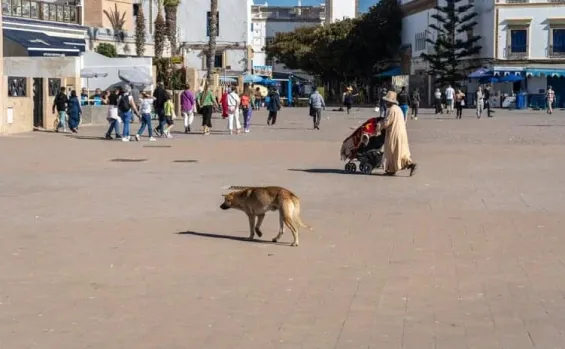 British grandmother dies of rabies after puppy scratch in Morocco