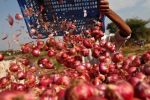 Maroc : Malgré la sécheresse, les exportations d'oignons ont augmenté