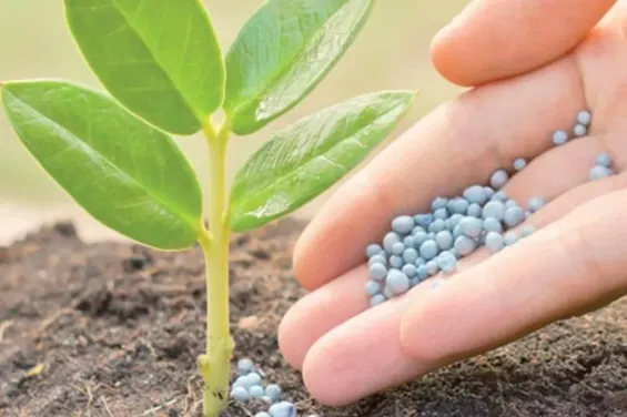 OCP Nutricrops boosts TSP production to 5 million tonnes at Jorf Lasfar hub