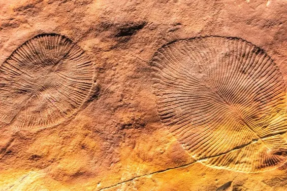 The impressions of animals like Kimberella are some of the few body fossils which survive from the Ediacaran. / Ph. Alizada Studios