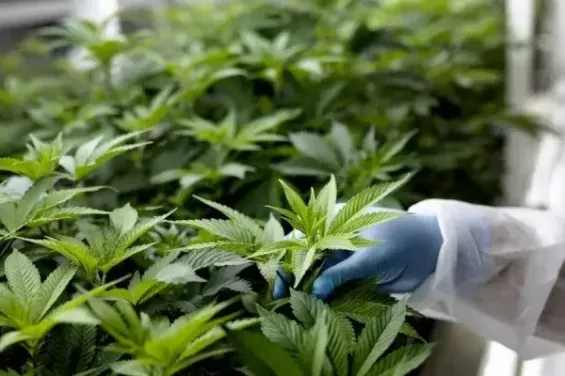 Moroccan cannabis agency ANRAC to lead B2B mission in Amsterdam