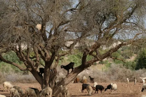 A traditional controlled grazing method can help protect argan trees, study finds