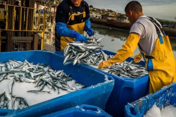 Morocco secures NOAA certification for sustainable seafood exports to US market