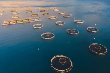 Morocco's aquaculture sector grows to 244 active projects