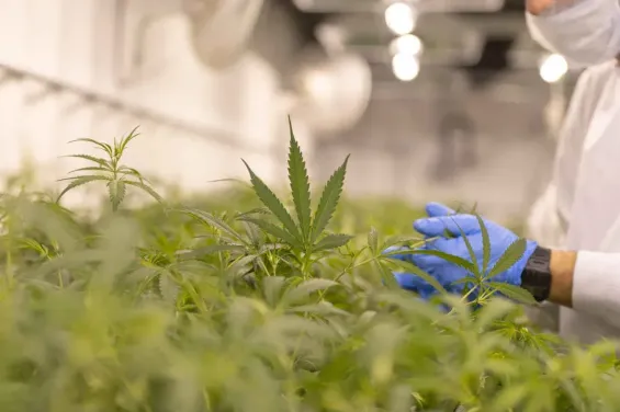 Cannabis extract relieves chronic back pain, major trial finds