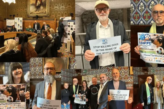 MPs and supporters put their weight behind the IAWPC's campaign on Tuesday. / Ph. Animal News Agency