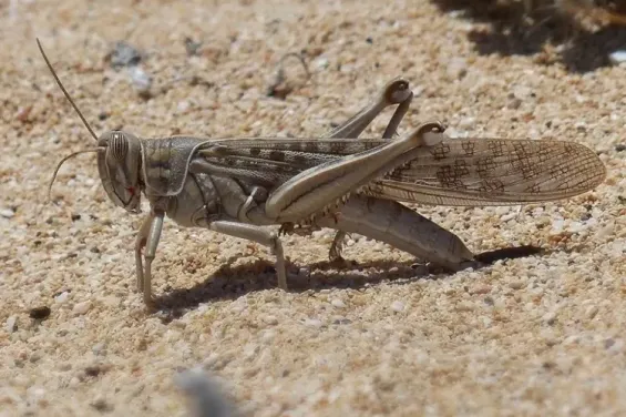 Morocco braces for escalating locust outbreak as FAO issues warning