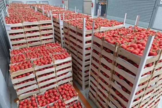 Moroccan tomato exports to Ireland hit record high