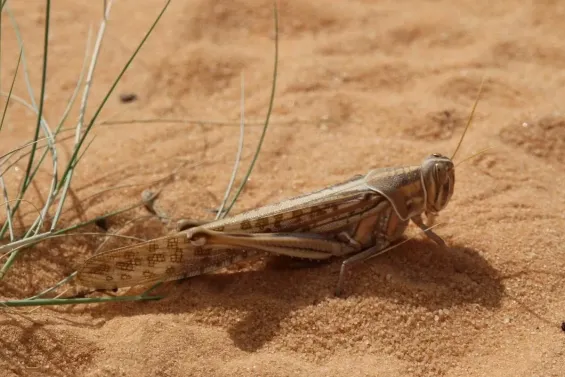 Desert locust outbreak threatens agriculture in southern Morocco, warns FAO
