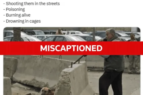 Miscaptioned photo of dog shooting in 2008 in Iraq. / Ph. Reuters