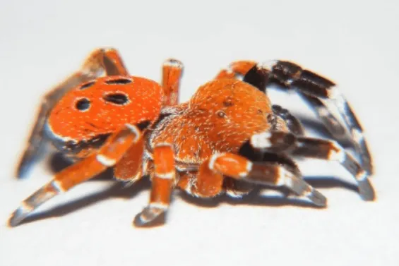 Eresus rubrocephalus, a new species of ladybird spider discovered in Morocco. / Ph. Authors of the study