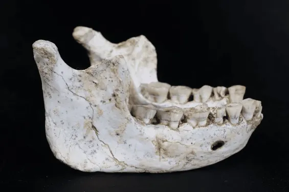 The mandible of an archaic human who lived about 773 000 years ago excavated at Grotte a Hominides in Casablanca. / Ph. J.P. Raynal, Programme Prehistoire de Casablanca
